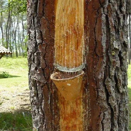 Tuc De Bourrache Casa vacanze *